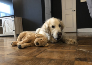 如果狗狗臨終前非常痛苦,你會選擇安樂死嗎？兩難中的思考