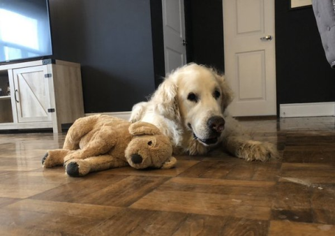 如果狗狗臨終前非常痛苦,你會選擇安樂死嗎?兩難中的思考