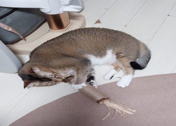 貓咪屋頂用貓毛裝飾,噴粉變「雲朵屋頂」創意拉滿