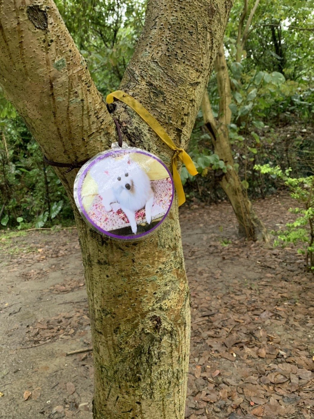 寵物樹葬為何受推崇?(快看行家解析寵物樹葬熱門原因!)