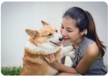 無害化處理寵物身後事費用多少？新規實施後這幾點要注意!