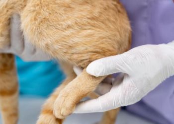 流浪犬絕育補助各縣市比一比!台北最高補助 2500 元