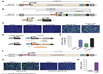 工程師開發貓咪地圖產生器,上傳照片匹配地區輪廓