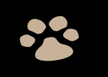 思念毛小孩骨灰盒怎麼挑？材質設計都要符合回憶啦