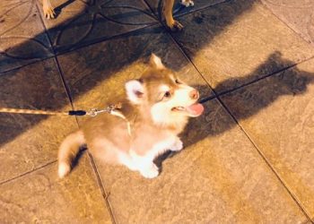 動保法罰則加重!棄養寵物最高罰 25 萬還要坐牢喔