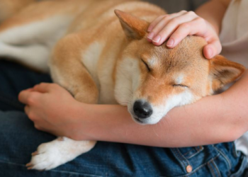 將寵物骨灰長期放在身邊,是情感寄託還是過度執著？