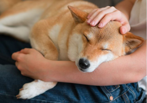 將寵物骨灰長期放在身邊,是情感寄託還是過度執著?