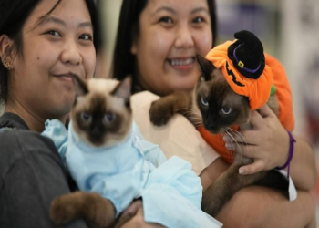 寵物保險終程照護也有保,投保率一直在成長欸