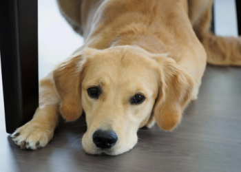 毛孩搭公車規定放寬,小型犬不用提籠也能上車囉