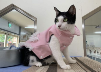 寵物終程服務定型化契約,消保官這樣保障飼主權益