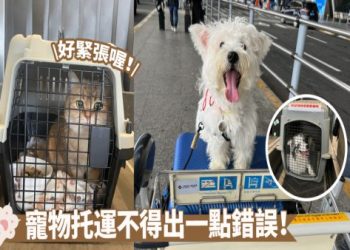寵物骨灰盒旅行攜帶規定,飛機托運手提這樣辦理喔