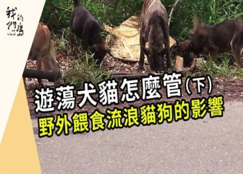 流浪動物 TNVR 入法有進展,台南狗爸推動有成欸