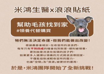 流浪動物醫療基金擴大,重症浪浪也能獲得完善治療