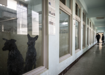 流浪動物 TNVR 合法化進入實施,動保法再進步了