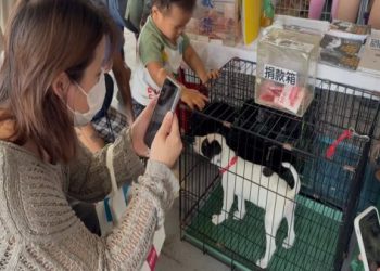 流浪犬臨終寄養家庭招募,讓浪浪在愛中離開啦