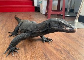 非犬貓寵物登記不足!北市僅 2 隻烏龜完成註冊