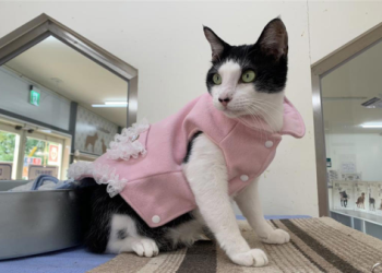 寵物終程服務弱勢補助,中低收入戶全額補助火化費