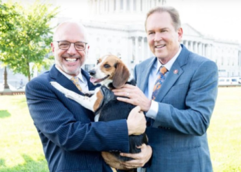 動保法修正!虐待動物致重傷最高罰 200 萬判 2 年