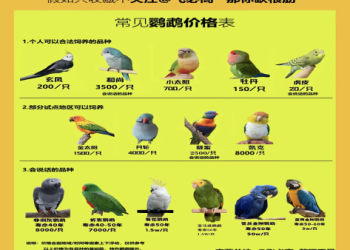 3 歲鸚鵡會說 300 + 音節,長期聽門禁播報形成條件反射