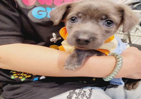 流浪毛孩終程照顧有人管,超過千隻浪浪獲安寧照護