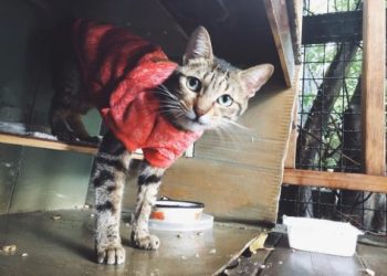 流浪貓 TNVR 志工保險補助,各縣市這樣保障志工權益