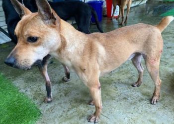 流浪動物餵養管理辦法出爐,愛心媽媽這樣做才合法