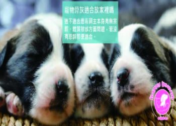 寵物骨灰盒車載攜帶注意事項,固定防震措施不能少啦