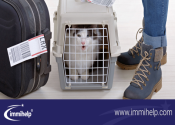 帶寵物骨灰搭飛機出入境：台灣與各國海關規定總整理