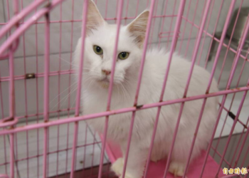 珍稀品種貓認養成功!29 隻主子都找到新家了