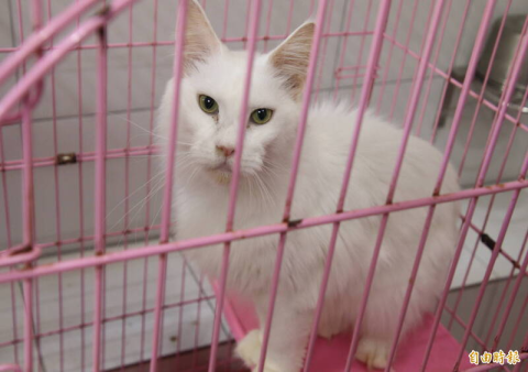 珍稀品種貓認養成功!29 隻主子都找到新家了