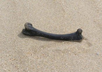 毛孩火化後骨灰重量正常嗎？一般是體重的 3% 左右