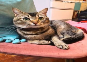 貓咪晶片登記率破 85%,寵物登記制度愈來愈完善