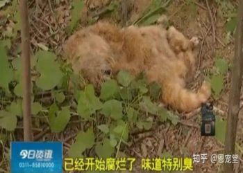 寵物火化費用項目有哪些？詳細清單讓你清楚明白!