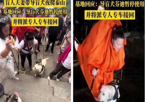 伯恩山犬狂追綁架主人的車,憑嗅覺成功營救
