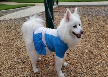 零安樂死配套升級!38 處收容所這樣做到的