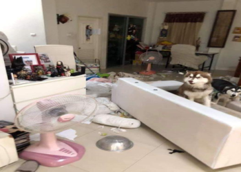 哈士奇拆家後裝無辜,沙發殘骸旁擺「我沒幹」表情