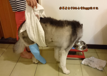 狗狗操控堆高機抹平沙地,打造專屬埋骨頭沙灘