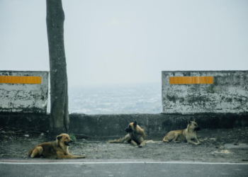 浪犬最後時光這樣記錄,桃園攝影師公益攝影超感人
