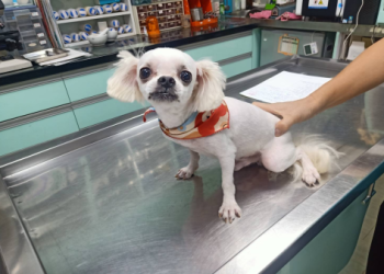 動保法納入精神虐待,長期關籠、不遛狗也要罰囉