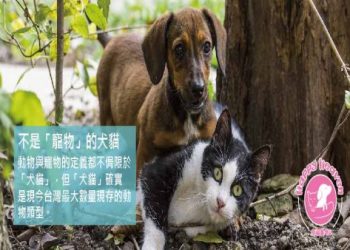 寵物骨灰盒情感價值無法衡量,陪伴飼主走過悲傷期欸