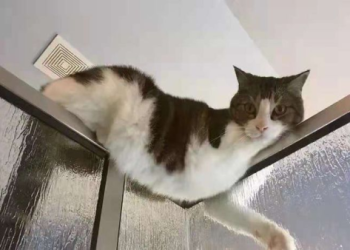 貓咪藏沙發底玩消失,偷看人找它偷笑不止