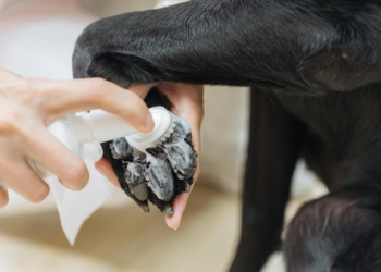 寵物安寧照護志工團成立,居家陪伴服務不收費喔