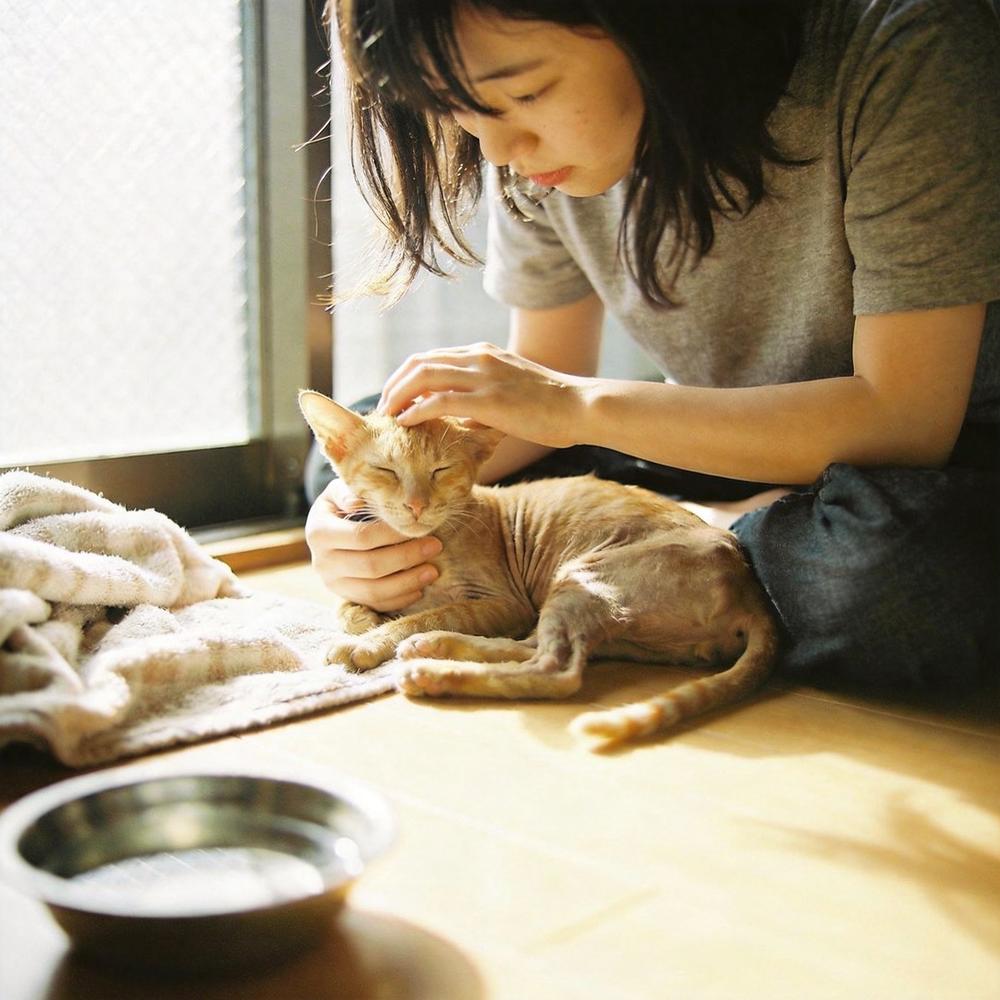 飼主坐在窗邊懷裡抱著貓咪，陽光灑入