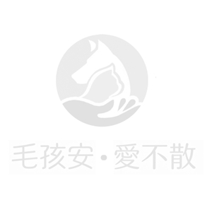 居家窗邊光影灑落,毛孩相框與鮮花溫馨擺設