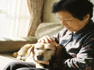 寵物臨終告別，飼主在窗邊輕撫毛孩，畫面溫馨寧靜。