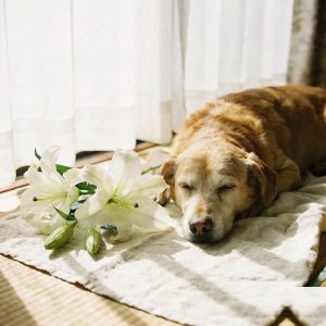 寵物火化告別-金毛犬安詳閉眼與白百合